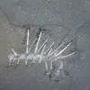 Fossilezed Hallucigenia sparso with large white spines.