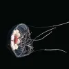 Like a typical jelly, the tentacles of Haliscera biglowi trail behind it as it moves, causing water flow to push small organisms into the path of the jelly’s deadly stinging grip.