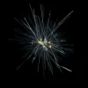 Hastigerinella digitata's many spines support sticky, hair-like “fishing lines” made from cytoplasm (the living part of a cell – mostly fluid, salts and proteins) that entangle prey.