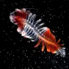 A red and white colored bristle worm swims in the water column.