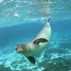 Hawaiian monk seals are among the wildlife found within the Papahānaumokuākea World Heritage Site.