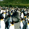 The Heard &amp; McDonald Islands site in Australia was inscribed on the World Heritage List in 1997. As the only volcanically active sub-Antarctic islands, Heard and McDonald provide the opportunity to observe ongoing geomorphic processes and glacial dynam