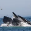 two humpback whales breach the surface with their mouths gaping and seabirds fly around
