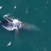 A humpback whale feeds off the coast