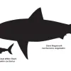 A great white shark next to a giant megatooth shark