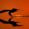 “I visited the beach at sunrise after high tide and found this skimmer feeding, providing me with this reflected shot.” -- Nature's Best photographer, James A. Galletto. Equipment Used to Capture the Shot: Canon EOS-1Ds Mark III; 500mm lens; 1/1600 sec