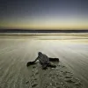 “Leatherback turtles are critically endangered, and this young hatchling is a symbol of hope for their future.” -- Nature's Best photographer, Jason Bradley.Equipment Used to Capture the Shot: Nikon D2X; 12-24mm lens; 1/100 sec at ƒ/5.6.