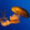 A jellyfish floating in the water. 