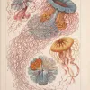 Jellyfish illustrations from Ernst Haeckel.