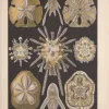 Sand dollars (like those pictured in this set of illustrations) are flattened, burrowing sea urchins. Dead, sunlight-bleached specimens resemble silver coins, hence their common name. These figures portray a sand dollar’s lifecycle from larva to adult.
