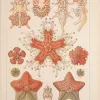 Starfish—marine invertebrates of the phylum Echinodermata—are famous for their ability to shed limbs as a means of defense and then regenerate the sacrificed part. 
