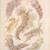 Illustration of colorful nudibranchs from Ernst Haeckel. 