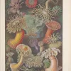 Sea anemone illustrations from Ernst Haeckel. 