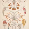 Illustration of copepods from Ernst Haeckel. 