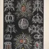Illustrations of radiolarians from Ernst Haeckel. 