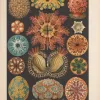 Sea squire illustrations from Ernst Haeckel. 