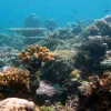 A healthy and vibrant coral reef in Papua New Guinea. 