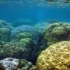 But closer to the CO2 seeps, the complex reef has been replaced by a “monoculture” of boulder corals.