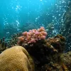 Branching coral in naturally acidic water. 
