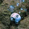 The acidic waters from the CO2 seeps can dissolve shells and also make it harder for shells to grow in the first place.  