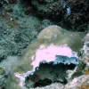 Acidic waters are also able to completely dissolve coral skeletons. 