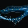 a blue larval cusk eel with a protruding gut 