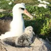 Laysan albatross with a chick in a volcano looking nest on the ground made of earth.