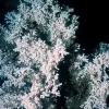 This colony of Lophelia pertusa was photographed from the Mingulay Reef Complex off Scotland in 2005.