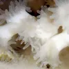 Dr. J. Murray Roberts photographed these living polyps from the Mingulay Reef Complex off Scotland in aquaria in 2010.
