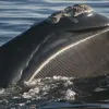 A right whale opens wide, revealing huge plates of baleen hanging from its upper jaw.