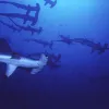 The Malpelo Fauna and Flora Sanctuary site in Colombia was inscribed on the World Heritage List in 2006. The marine park surrounding Malpelo Island is the largest no-fishing zone in the Eastern Tropical Pacific, providing critical refuge for threatened and