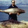 Photo of a man holding totoaba a vaquita caught in a net underneath. 