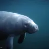 West Indian Manatee
