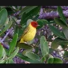 This is the most common songbird in the mangroves of the Caribbean’s Mangal Cay.