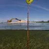 A lone mangrove shoot stands in the path of development in the Bahamas.