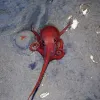 A brilliant red octopus photographed at more than 8,800 feet (about 2,700 meters) in the Gulf of Mexico. 