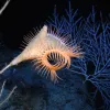 Venus fly-trap anemone in the Gulf of Mexico