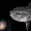 a larval Mola mola next to an adult