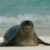 Photo of a Hawaiian monk seal on the beach, with the ocean in the background.