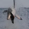 Great White Sharks breach to hunt -- with split-second timing they grab their prey in one swift snatch. Follow the whole breaching action in this slideshow.