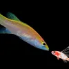 Larvae sea bass looking at the adult version of itself with a black background.