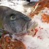 A fish from a deep underwater expedition sits preserved on a bed of ice.