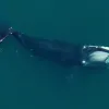a right whale seen from above