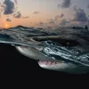"This particular shark was just as curious as I was, which enabled me to capture such an amazing shot. His eye came just above the surface and stared back at me as if to show me he was watching, while below the surface his mouth opened to reveal his sharp 
