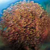 “Golden sweepers form schools in reef crevices and caves and among coral heads. The technique I employed to make this image was a long exposure and rear curtain synchronization combined with a circular rotation of the camera during the shot. Buyat Bay, a