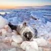 In 2011, storms and lack of ice-cover due to a warmer winter climate resulted in hundreds of seal pups being washed up on the shore of Prince Edward Island. Like many, this young seal faced an uncertain future. See more Nature's Best Photos.