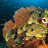 “On an afternoon dive, I spotted a small group of sweetlips in the current among a shoal of juvenile convict blennies. It took me some time to get close to the fish without spooking them. I took several frames but this one was my favorite because of the 
