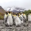 A gang of king penguins. 