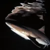 “It was shaping up to be a bad night dive when my mask broke and I was forced to come up early. The others continued diving and I was becoming a bit bored at the surface when I suddenly spotted some grey reef sharks hunting in the light of our ship. I to