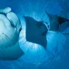 “Once in a while, manta rays appear in great numbers in a small bay in the Baa Atoll. The concentration of plankton must be very high in this particular bay, because up to 200 manta rays have been seen here at one time. It can be difficult to capture a n